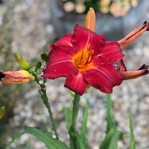 Meet your Posher, Patty